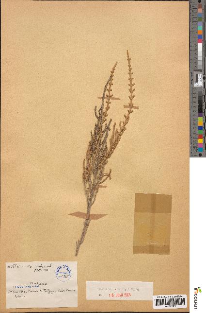 spécimen de Salicornia perennis