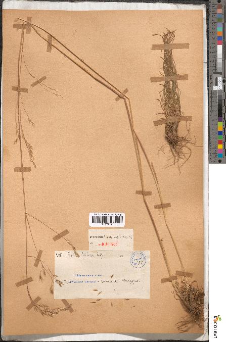 spécimen de Festuca triflora