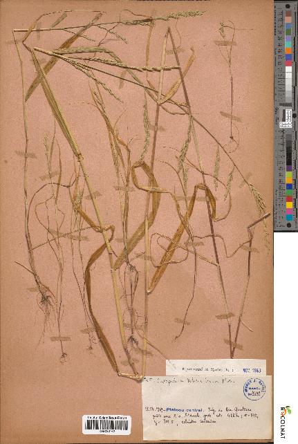 spécimen de Catapodium tuberculosum
