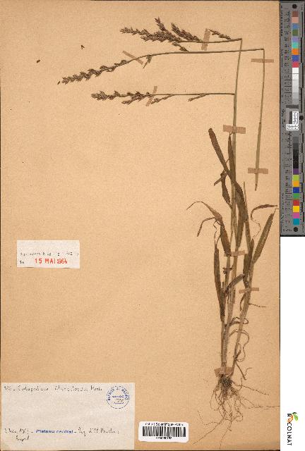 spécimen de Catapodium tuberculosum