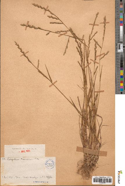 spécimen de Catapodium tuberculosum
