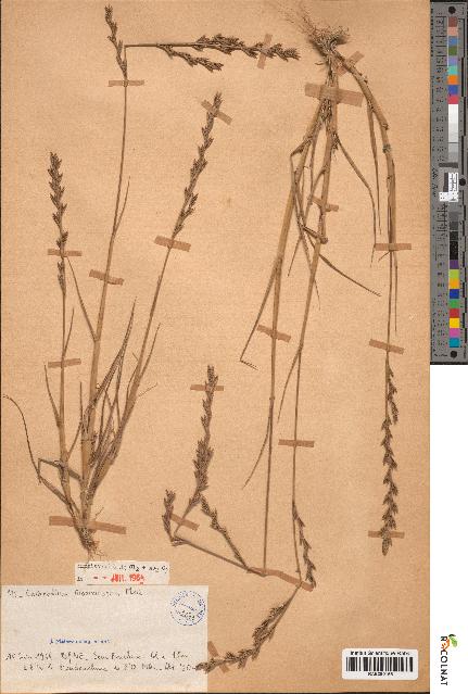 spécimen de Catapodium tuberculosum