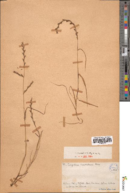 spécimen de Catapodium tuberculosum
