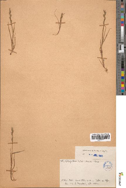 spécimen de Catapodium tuberculosum