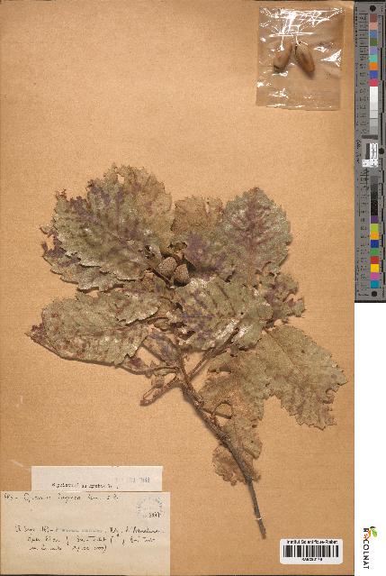 spécimen de Quercus faginea
