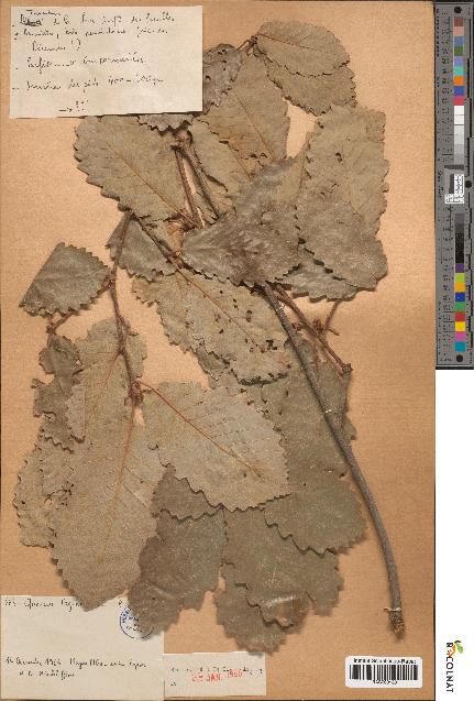 spécimen de Quercus faginea