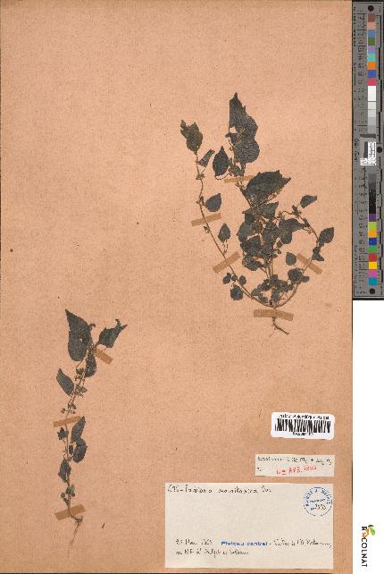 spécimen de Parietaria mauritanica
