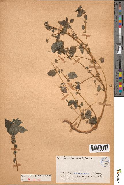 spécimen de Parietaria mauritanica