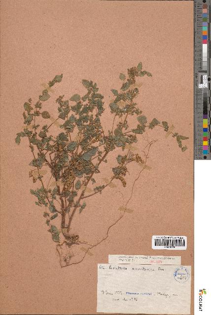 spécimen de Parietaria mauritanica