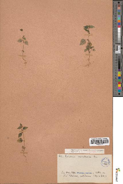 spécimen de Parietaria mauritanica