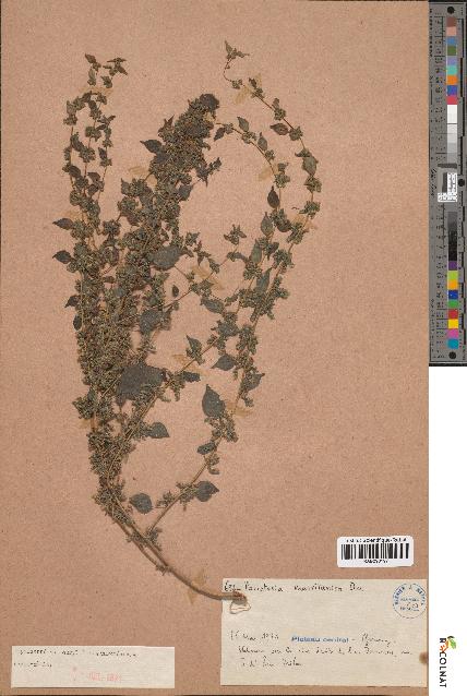 spécimen de Parietaria mauritanica