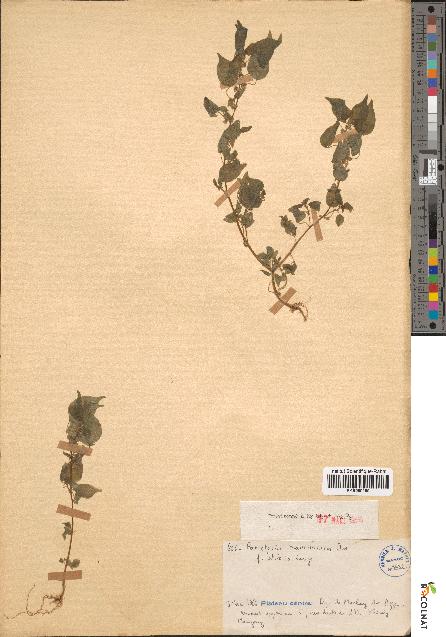 spécimen de Parietaria mauritanica