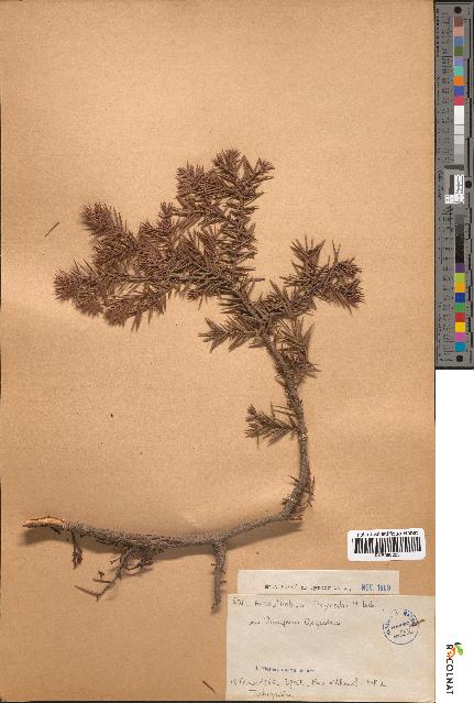 spécimen de Arceuthobium oxycedri
