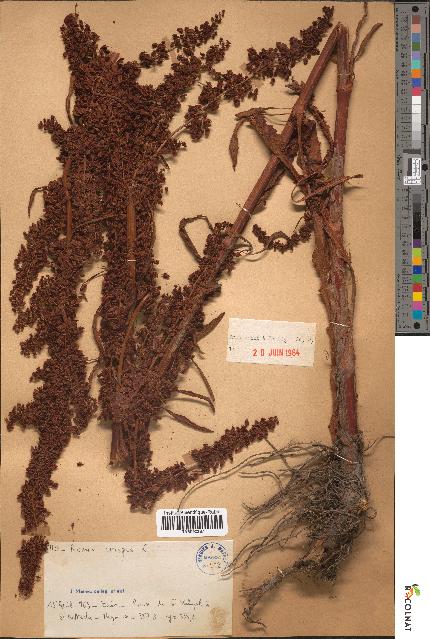 spécimen de Rumex crispus