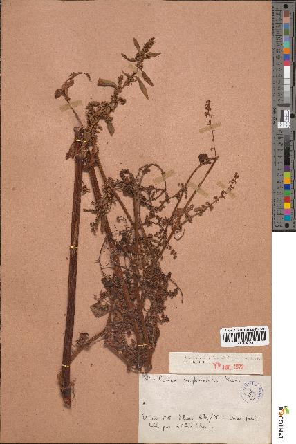 spécimen de Rumex conglomeratus