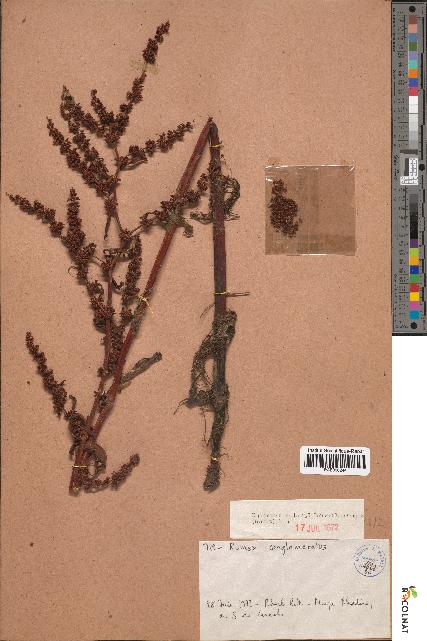 spécimen de Rumex conglomeratus