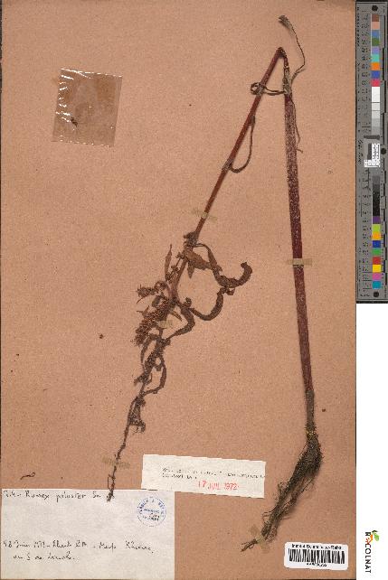 spécimen de Rumex paluster
