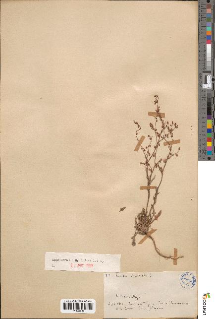 spécimen de Rumex acetosella