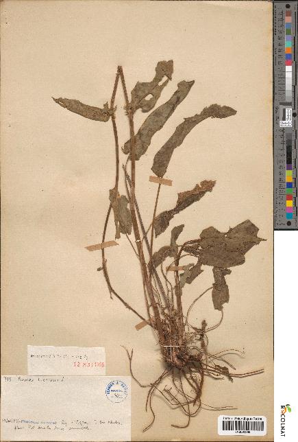 spécimen de Rumex tuberosus