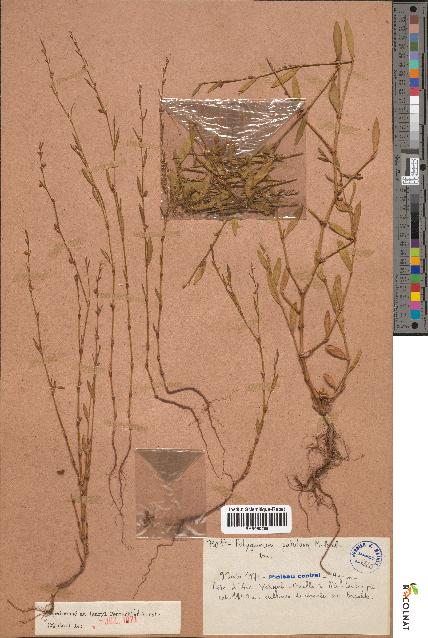spécimen de Polygonum patulum