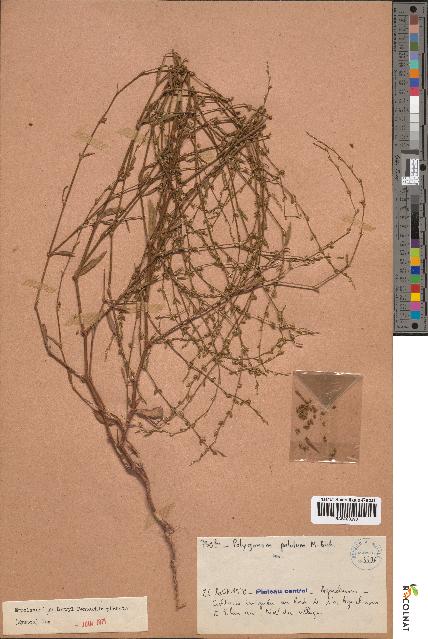 spécimen de Polygonum patulum