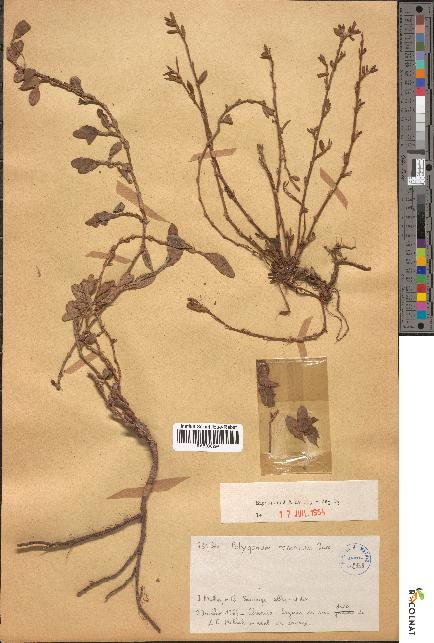 spécimen de Polygonum romanum