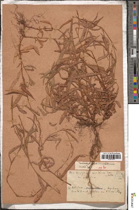 spécimen de Polygonum salicifolium
