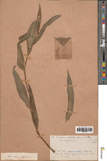 spécimen de Polygonum salicifolium