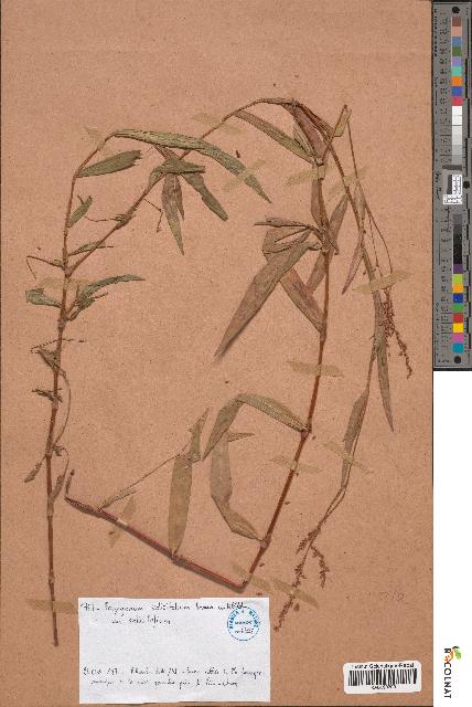 spécimen de Polygonum salicifolium