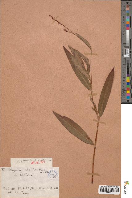 spécimen de Polygonum salicifolium