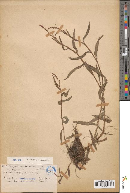 spécimen de Polygonum salicifolium