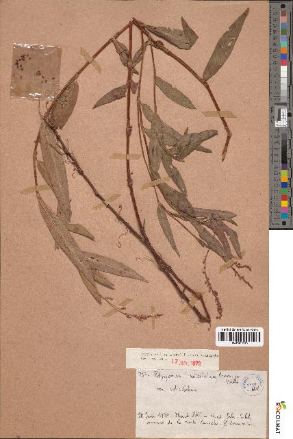spécimen de Polygonum salicifolium