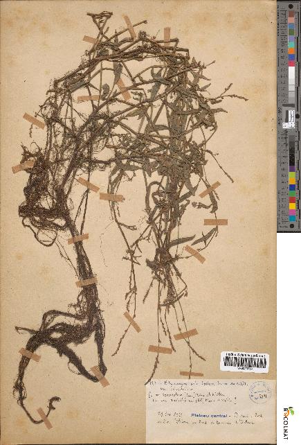 spécimen de Polygonum salicifolium