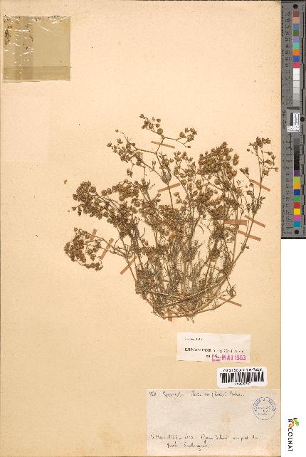 spécimen de Spergula flaccida