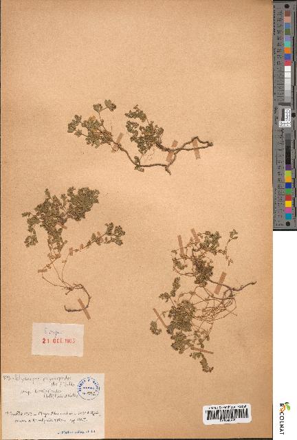 spécimen de Polycarpon polycarpoides