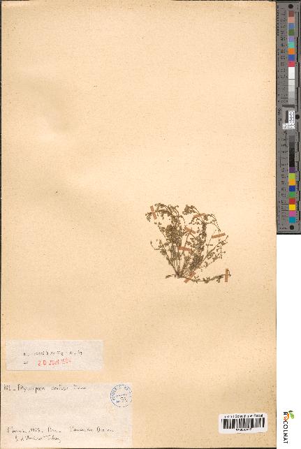 spécimen de Polycarpaea confusa