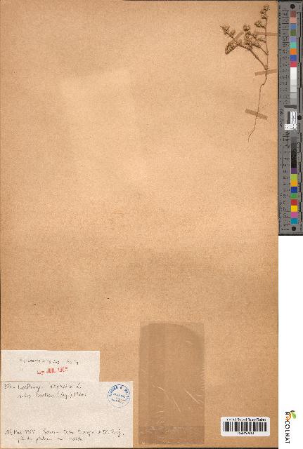 spécimen de Loeflingia hispanica