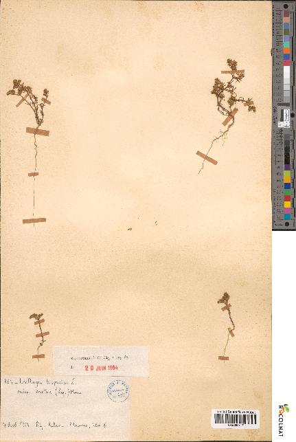 spécimen de Loeflingia hispanica