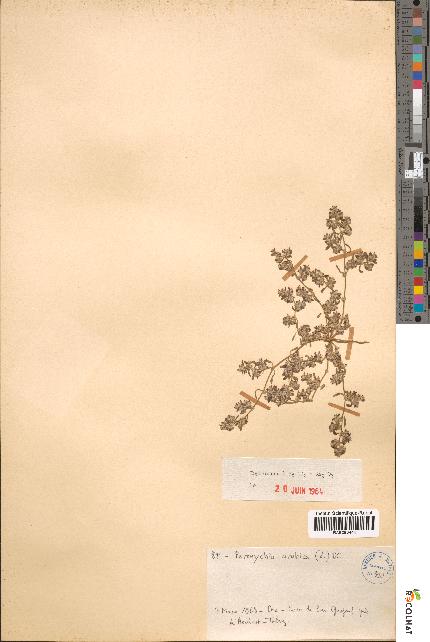 spécimen de Paronychia arabica