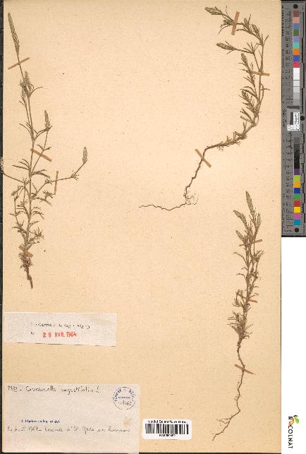 spécimen de Crucianella angustifolia