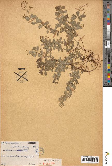 spécimen de Galium rotundifolium