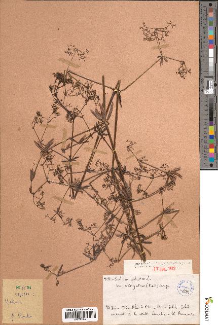 spécimen de Galium palustre