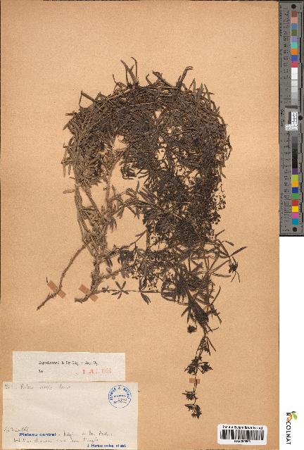 spécimen de Rubia laevis