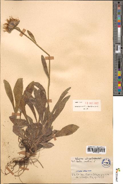 spécimen de Inula montana