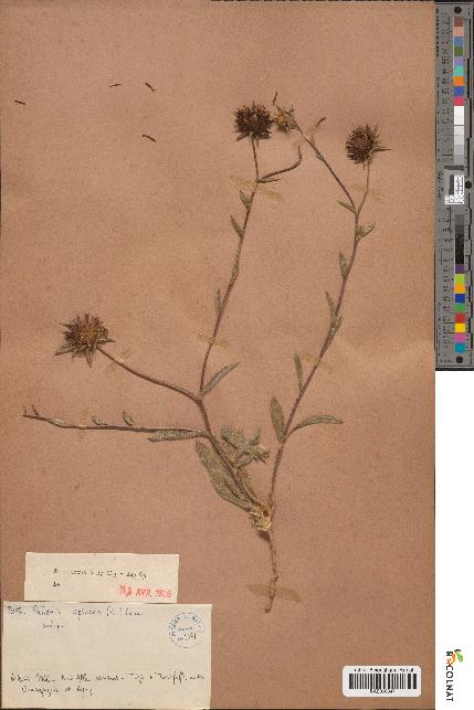 spécimen de Pallenis spinosa