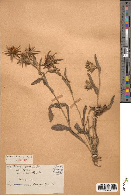 spécimen de Pallenis spinosa