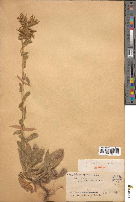 spécimen de Pallenis spinosa
