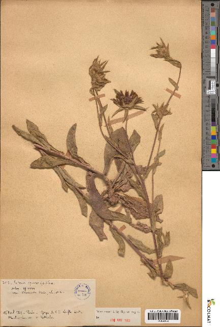 spécimen de Pallenis spinosa