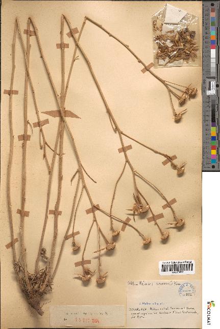 spécimen de Pallenis spinosa