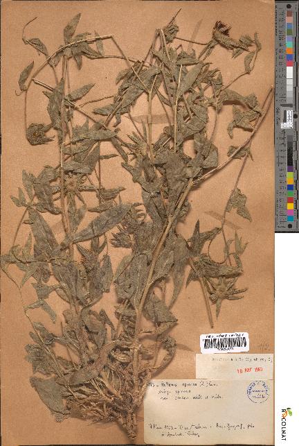spécimen de Pallenis spinosa